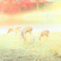 南都　あおによし・・