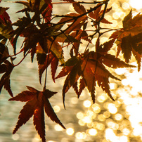 三井池の紅葉③