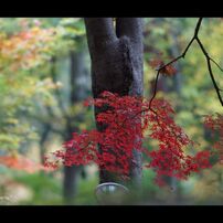 2012紅葉