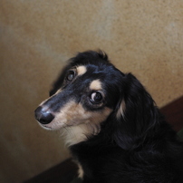 目で意思疎通。