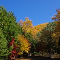 渓谷の秋①