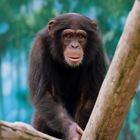 チンパンジーの写真 画像 写真集 写真共有サイト Photohito