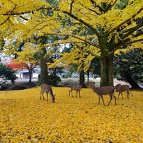 晩秋の奈良公園