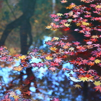 「すばらしき紅葉編」---ゴリの感動した写真館