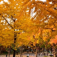 白川公園の紅葉