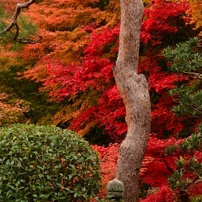 2012京都の秋