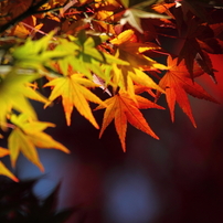錦秋2012