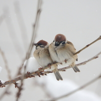 雀の写真 画像 写真集 写真共有サイト Photohito