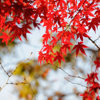 2012年　初紅葉狩り撮影