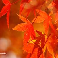 紅葉かえで