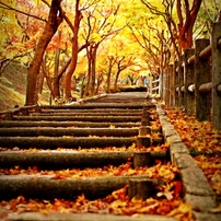 紅葉道