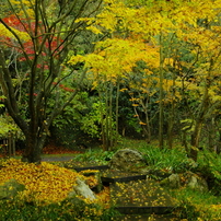 2012年紅葉情景