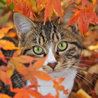 神社猫55