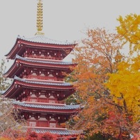 本土寺の紅葉