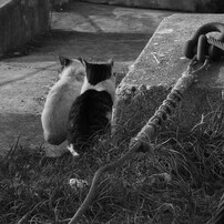 交渉可　カード付属　確認済 オリンパス　CAMEDIA X200　　x-200 コンパクトデジタルカメラ：CAMEDIA（キャメディア）X-200