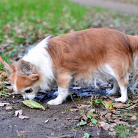 チワワの写真 画像 写真集 写真共有サイト Photohito