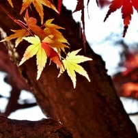 岡山 岡大 紅葉