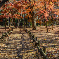 Landscape8