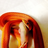 コーンスネーク