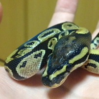 ボールパイソン