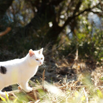 ポインテッド猫の写真 画像 写真集 写真共有サイト Photohito