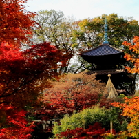 錦秋の椿山荘 2011〜2012