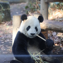 上野動物園　パンダ