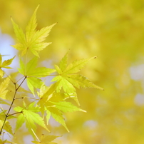 紅葉風景Ⅱ　（2012）