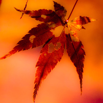 紅葉⑱蘇我墳墓史跡