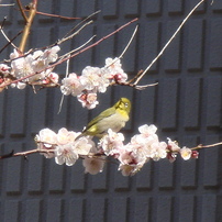 SONY Cyber-shot DSC-T50 デジカメCCD 作例 SONY Cyber-shot DSC-T50 デジカメCCD 作例 Sony Cyber-shot DSC