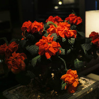Flowers8
