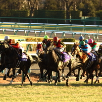 2012 中央競馬