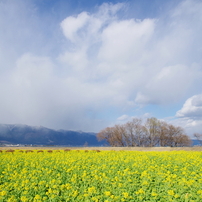 yellow, blue, white