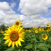 夏の花