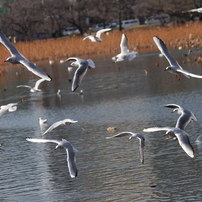 不忍池の鳥