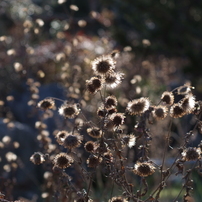 BLACK FLOWER