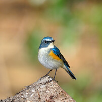自然の中の野鳥