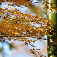 青竹と紅葉