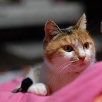 コゴ