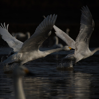 白鳥2012～2013その２