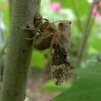 KONICA(コニカ)のデジタルカメラDigital Revio KD-400Z で撮影