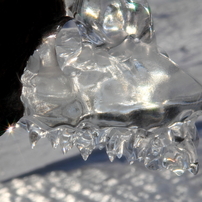 飛沫氷(しぶきこおり)の冬飾り