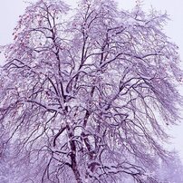 MAMIYA(マミヤ)のレンズ Mamiya KL 65mm F4L で撮影した写真(画像)一覧