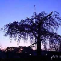 京の春