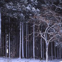 MAMIYA(マミヤ)のレンズ Mamiya KL 250mm F4.5L-A で撮影した写真(画像