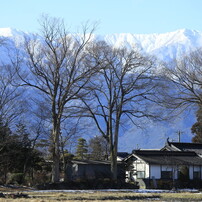 雪を愛でる