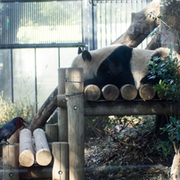 ★美品★タムロンSP AF 70-210mm F2.8 LD ソニーミノルタ用 TAMRON SP AF 70-210mm F/2.8 LD (Model 67D) [キヤノン用