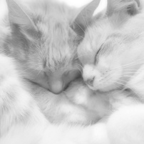 Sleeping beauties