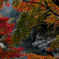 祖谷渓の紅葉