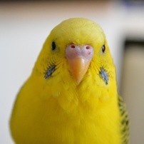 大吉くん